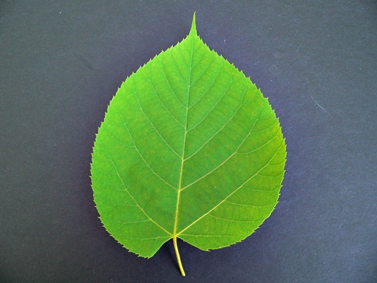 {Tilia heterophylla}
